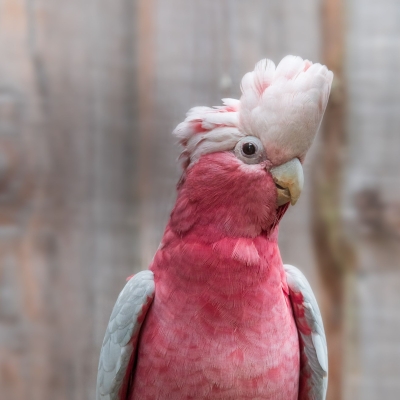 Roze kaketoe - De Zonnegloed - Dierenpark - Dieren opvangcentrum - Sanctuary